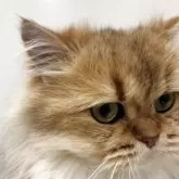 スコティッシュフォールド(立ち耳)【兵庫県・女の子・2024年6月25日・ゴールデンタビー】の写真8「うなずいているような顔」