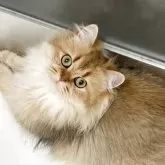 スコティッシュフォールド(立ち耳)【兵庫県・女の子・2024年6月25日・ゴールデンタビー】の写真9「楽しい猫ちゃんとの生活」