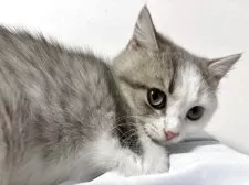 スコティッシュフォールド(立ち耳)【兵庫県・男の子・2025年6月21日・シルバータビー&ホワイト】の写真3