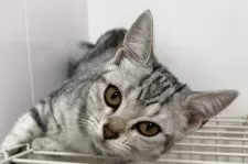 アメリカンショートヘア【兵庫県・女の子・2025年3月12日・シルバータビー】の写真9