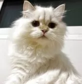 ブリティッシュロングヘア【兵庫県・女の子・2025年5月30日・シルバーポイント(変わるかも知れません)】の写真9