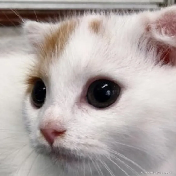 ID：2305-03052の子猫