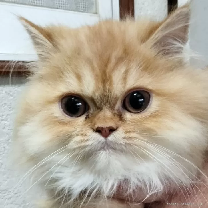 ID：2407-00739の子猫
