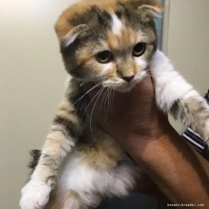 ID：2209-02794の子猫