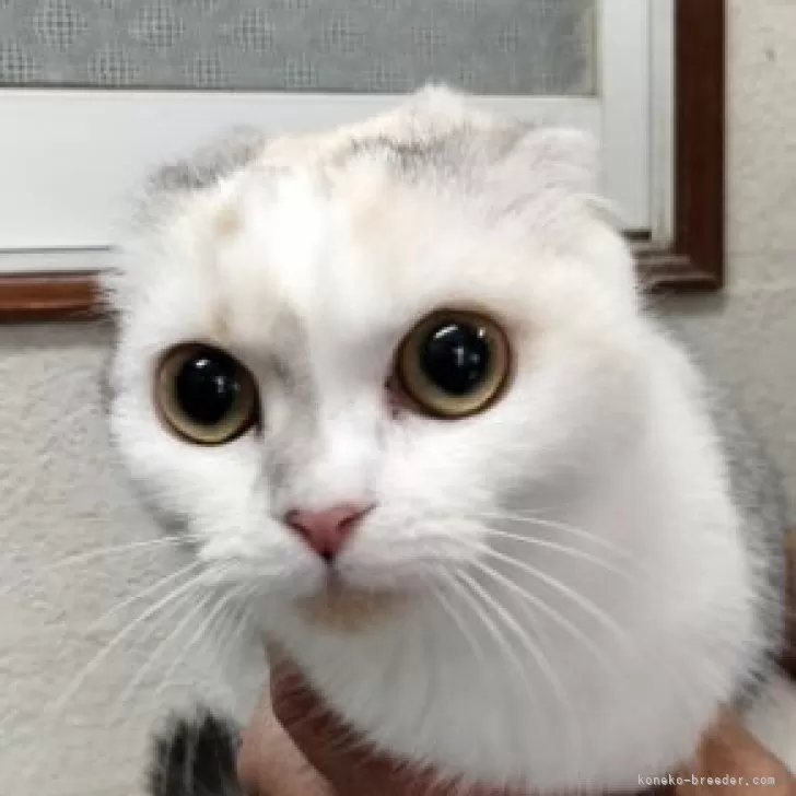 ID:2305-03054の子猫