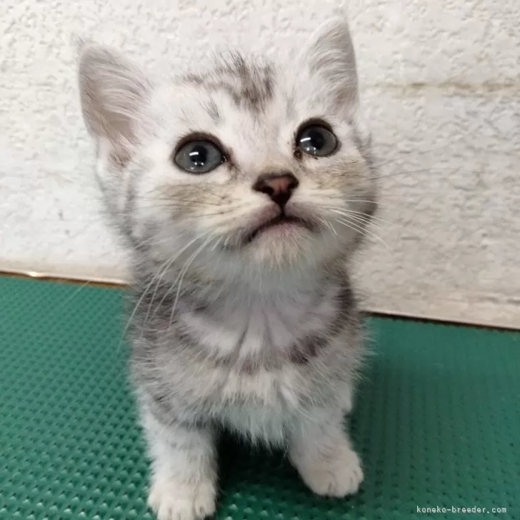 ID:2405-03049の子猫