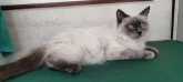 ラグドール【埼玉県・男の子・2023年10月25日・ブルーポイント】の写真3