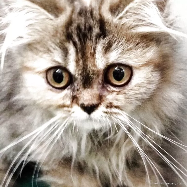 エキゾチックロングヘア【埼玉県・女の子・2025年7月16日・ゴールデン】の写真1