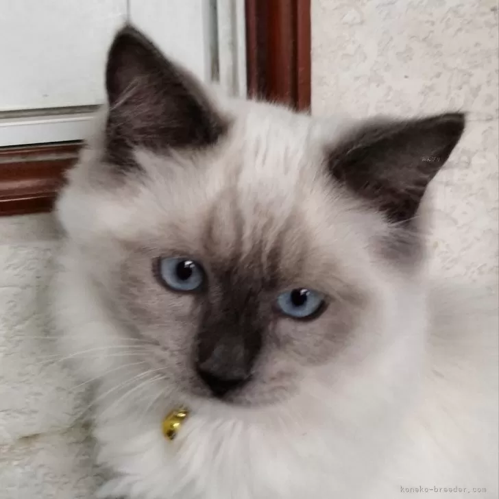 ラグドール【埼玉県・男の子・2024年10月28日・ブルーポイント ミテッド】の写真1