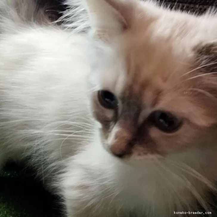 ID:2412-02349の子猫