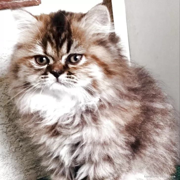 エキゾチックロングヘア【埼玉県・女の子・2025年5月9日・ブラウンタビー】の写真1