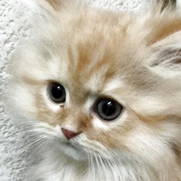 エキゾチックロングヘア【埼玉県・男の子・2025年4月9日・レッド】の写真「キュートなエキゾチック君(≡^.^≡)」
