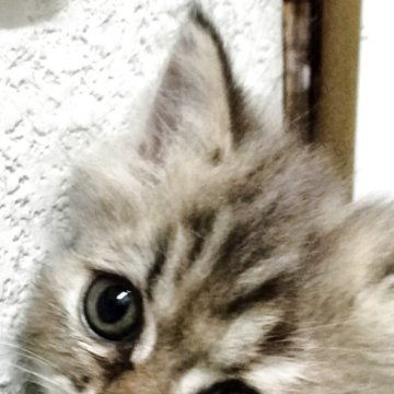 エキゾチックロングヘア【埼玉県・女の子・2025年4月9日・ブラウンタビー】の写真「キュートなエキゾチックちゃん(≡^.^≡)」