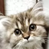 エキゾチックロングヘア