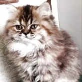 エキゾチックロングヘア