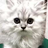 エキゾチックロングヘア