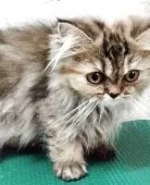 エキゾチックロングヘア【埼玉県・女の子・2025年7月16日・ゴールデン】の写真2