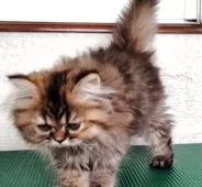 エキゾチックロングヘア【埼玉県・女の子・2025年5月9日・ブラウンタビー】の写真5