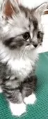 母猫、スコティッシュ。父猫、ラグドール。【埼玉県・男の子・2025年2月19日・ホワイト&シルバー】の写真5