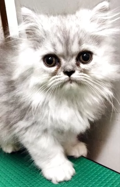 エキゾチックロングヘア♡一歳の子猫ちゃん♡美人さん♡アートドール♡ぬいぐるみ♡ エキゾチックロングヘア♡一歳の子猫ちゃん♡美人さん♡アート