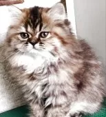 エキゾチックロングヘア【埼玉県・女の子・2025年5月9日・ブラウンタビー】の写真6