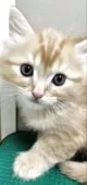 父猫ラグドール・母猫スコティッシュ【埼玉県・男の子・2025年3月15日・レッドタビー】の写真7
