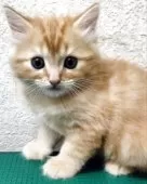 父猫ラグドール・母猫スコティッシュ【埼玉県・男の子・2025年3月15日・レッドタビー】の写真9