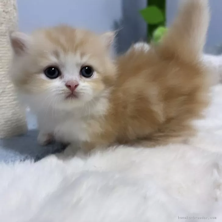 ID:2406-02349の子猫