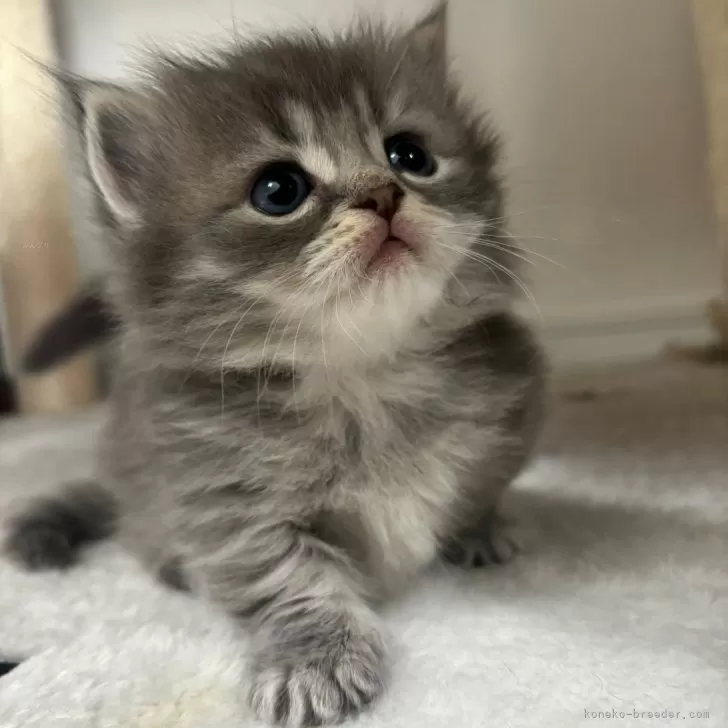 ID：2410-01457の子猫