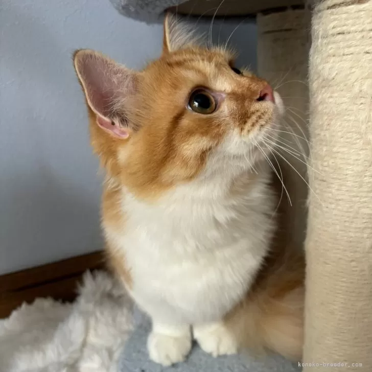 ID：2404-03033の子猫