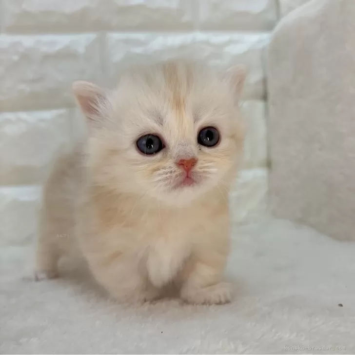 ID:2411-00896の子猫