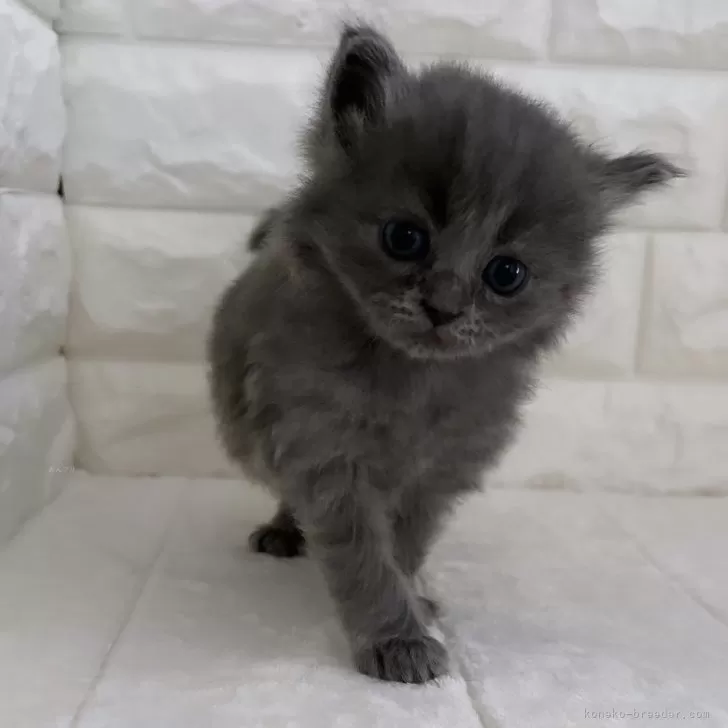 めう 様のお迎えした子猫