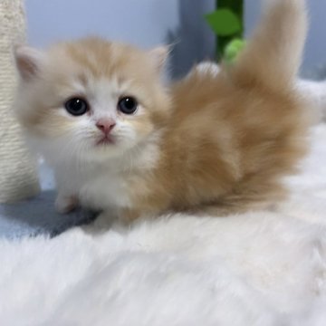 ミヌエット(短足)【愛知県・男の子・2024年5月16日・レッドタビー&ホワイト（長毛）】の写真「極短足なハチワレboy💙」