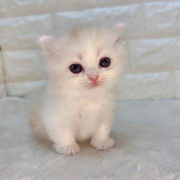 ミヌエット(短足)【愛知県・女の子・2024年10月9日・カメオタビー&ホワイト（長毛）】の写真「正面からみると真っ白ちゃん🤍」