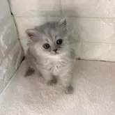 ミヌエット(長足)【愛知県・女の子・2024年10月24日・ブルー】の写真2