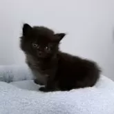 ミヌエット(長足)【愛知県・男の子・2024年3月15日・ブラック】の写真2