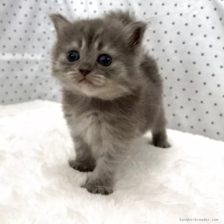 ミヌエット(長足)【愛知県・女の子・2025年8月9日・ブルーシルバー】の写真1