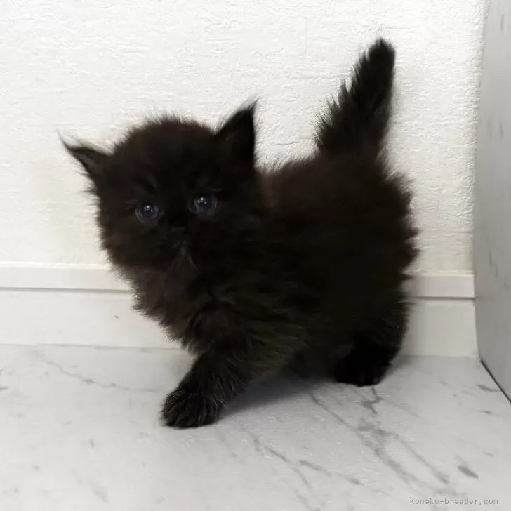 ID：2511-01244の子猫