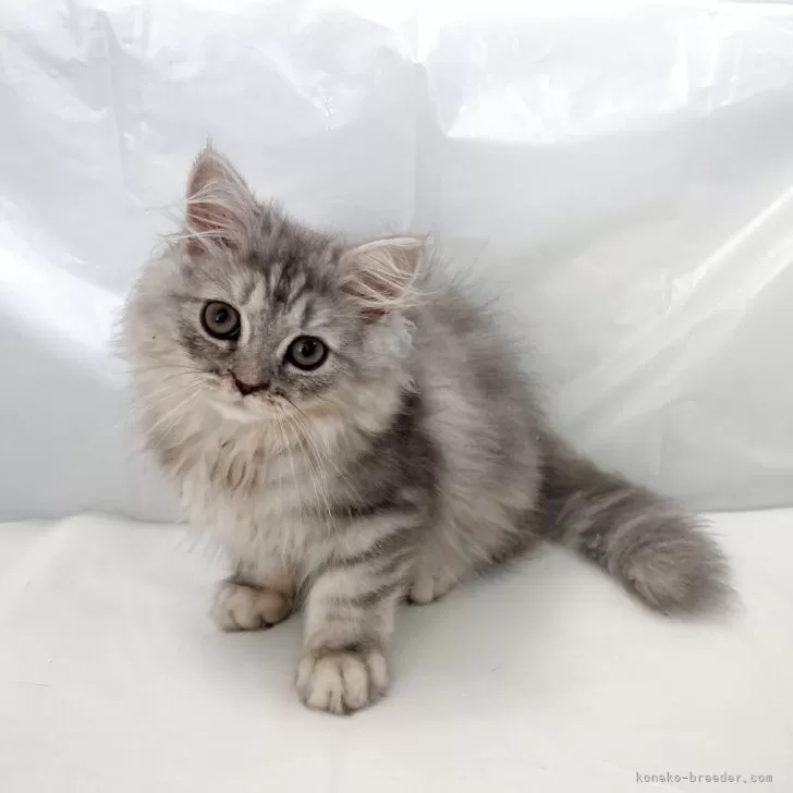 Y.O 様のお迎えした子猫