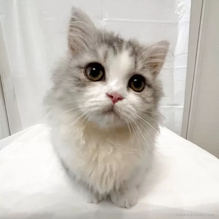 ID:2509-01948の子猫