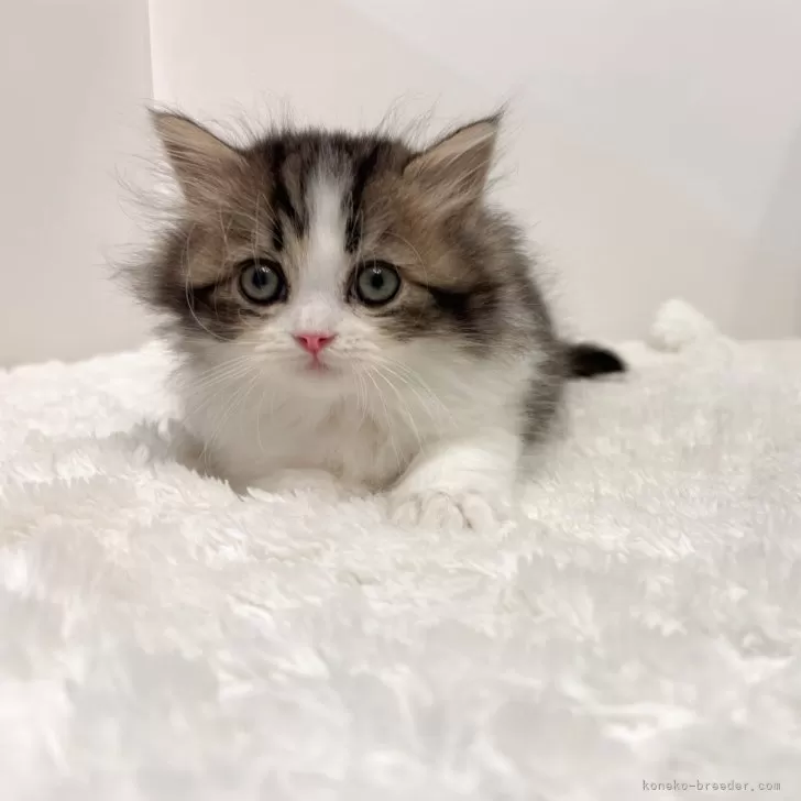 ID:2505-02011の子猫