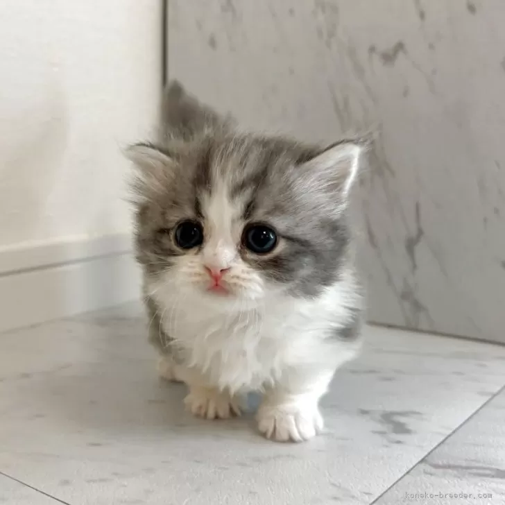 ID：2511-01242の子猫