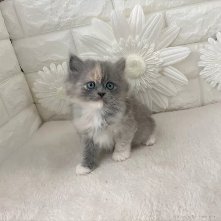 ID：2504-00263の子猫