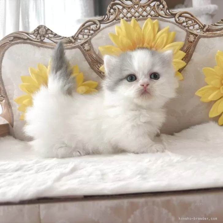 ID：2505-02014の子猫