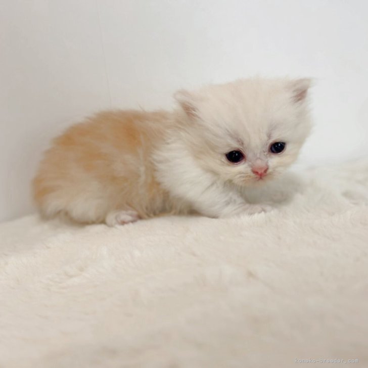 ミレー　犬を抱いた少女 Mickey&Gon 成田店 on X: 