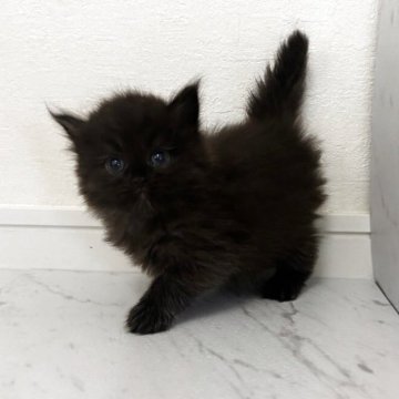 ミヌエット(長足)【愛知県・男の子・2025年10月7日・ブラック（長毛）】の写真「まん丸おめめの真っ黒くん🖤」