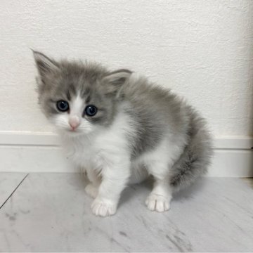 ミヌエット(長足)【愛知県・男の子・2025年9月30日・ブルータビー&ホワイト（長毛）】の写真「まん丸お目目とハチワレがcuteな男の子💙」