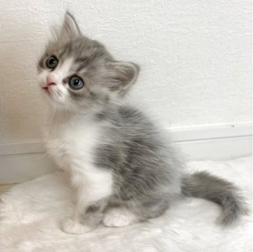 ミヌエット(長足)【愛知県・男の子・2025年10月25日・ブルータビー&ホワイト（長毛）】の写真「お腹の上や隣で寝るのが好きな甘えん坊くん💙」