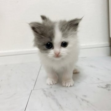 ミヌエット(長足)【愛知県・女の子・2025年9月30日・ブルータビー&ホワイト（長毛）】の写真「ベビーフェイスな女の子🎀🩷」