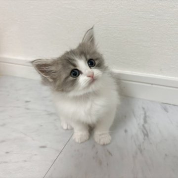 ミヌエット(長足)【愛知県・男の子・2025年9月30日・ブルータビー&ホワイト（長毛）】の写真「まん丸お目目とハチワレがcuteな男の子💙」